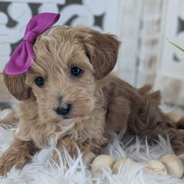 Kit - Female 1 - Apricot female Havapoo puppy in Burlington, Iowa from River View Puppies
