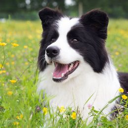 Border Collies and Wire Fox Terriers from De Stijl Kennels