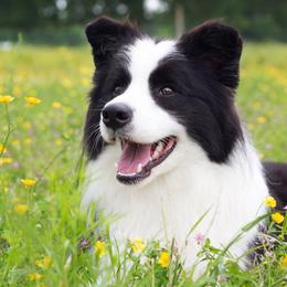 Border Collies and Wire Fox Terriers from De Stijl Kennels