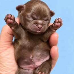 Lucas - Chocolate male Shih Tzu puppy in Tallahassee, Florida from Bows and Bow Ties