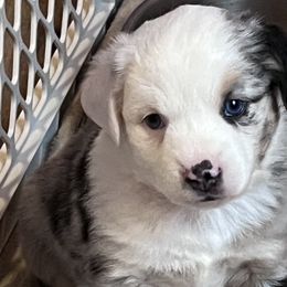 Boy 1 - Blue merle Miniature Australian Shepherd puppy in Corydon, Indiana from Arbuckle’s Lookin Good Aussies (LGA)