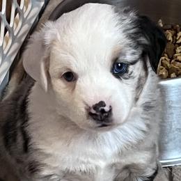 Boy 1 - Blue merle Miniature Australian Shepherd puppy in Corydon, Indiana from Arbuckle’s Lookin Good Aussies (LGA)