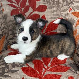 Fudgesicle - Brindle and white female American Corgi puppy in Waskom, Texas from Piney Woods Corgis
