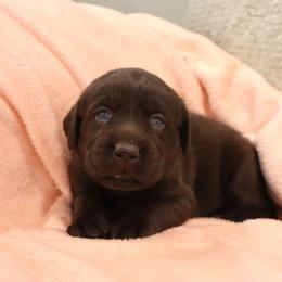 Brooke - Chocolate female Labrador Retriever puppy in Camden, Indiana from Camden's Caring Canines