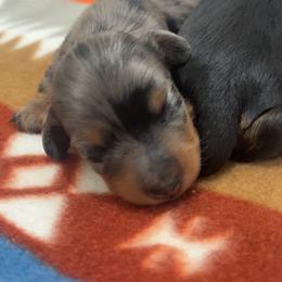 Mabel - Dapple female Dachshund puppy in White Pine, Tennessee from Rocky Top Weenies
