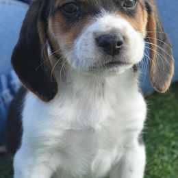 Beagle and Labrador Retriever Puppies from Badland Kennel