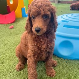 Sangria - Red  female Poodle puppy in Mount Vernon, Illinois from AMC Poodles
