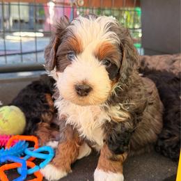 Otto - Merle male Bernedoodle puppy in Sandy, Oregon from MC Doodles