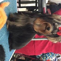 Yorkshire Terrier Puppies from Bricriu Kennels, Reg.