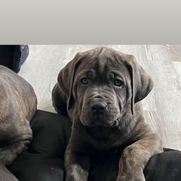 Girl 1 - Gray and fawn female Cane Corso puppy in Pleasant Grove, California from Elite Legacy Corsos