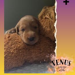 Orange Collar - Venus - Yellow female Labrador Retriever puppy in Sumerduck, Virginia from Cedar Mountain Retrievers