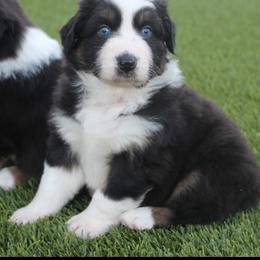 Australian Shepherd Puppies from FaithsAussies