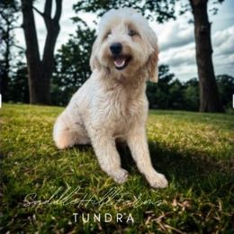 Tundra - Cream female Goldendoodle puppy in Rienzi, Mississippi from Saddle Hill Farms