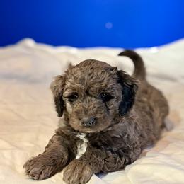 Lewis - Blue merle male Bernedoodle puppy in Anchorage, Alaska from Cascade Country Doodles