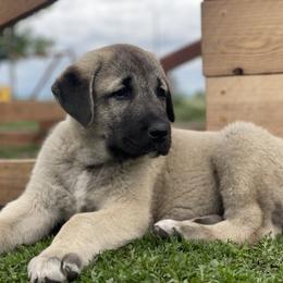 Glacier Boy (2) - Fawn male Anatolian Shepherd Dog puppy in Kalispell, Montana from Wild Rooster Family Farm – AKC Anatolian Shepherd Breeder, OFA Health Tested