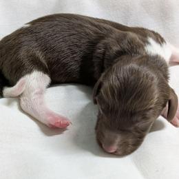 Navy - Piebald male Dachshund puppy in Sonora, Kentucky from Maple Hill Miniature Dachshunds