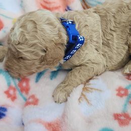 Thor - Cream Labradoodle puppy in Fostoria, Michigan from North Country Kennel Club