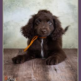 Pete - Brown male Cockapoo puppy in Connersville, Indiana from Deaz Doodle Ranch