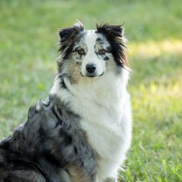 Mabely - Australian Shepherd