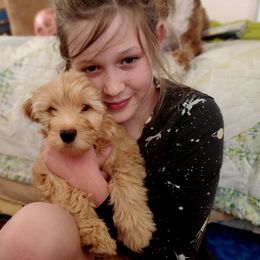 Aussiedoodle and Bernedoodle Puppies from Color Country Doodles