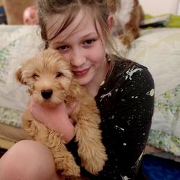 Aussiedoodle and Bernedoodle Puppies from Color Country Doodles