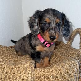 Daisy - Dapple female Dachshund puppy in North Fort Myers, Florida from Trust Fund Devil Kennel