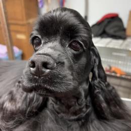 Cocker Spaniel and Pomeranian Puppies from Hillside kennels