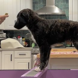 Silken Windhound Puppies from Intriga Hounds
