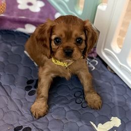 Cavalier King Charles Spaniel and Cocker Spaniel Puppies from Ray of Sunshine Spaniels LLC