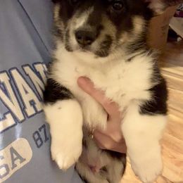 Pembroke Welsh Corgi Puppies from A&A’s Adorable Corgis