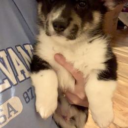 Pembroke Welsh Corgi Puppies from A&A’s Adorable Corgis