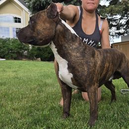 Young Bidness - Brown brindle male American Pit Bull Terrier puppy in Aurora, Colorado from BlueRose Kennel