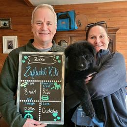 Blue Collar - Male - Black male German Shepherd puppy in Charlotte, North Carolina from Zuflucht K9s