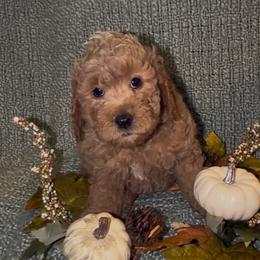 Colt - Apricot male Goldendoodle puppy in Greenville, South Carolina from Law Doodles of SC