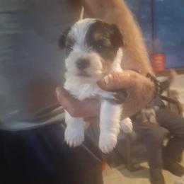 James - Parti male Yorkshire Terrier puppy in Jacksonville, Arkansas from Royal Yorkie Terrier