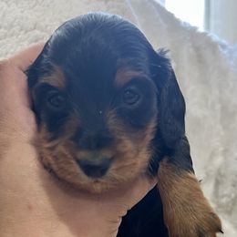 Tux - Black and tan male Dachshund puppy in Seattle, Washington from Sandstone Dachshunds