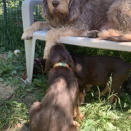 Basset Fauve de Bretagne and Otterhound Puppies from Briarroot Kennel
