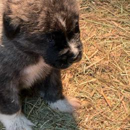 Boy 5 - White and gray male Great Pyrenees puppy in Port Townsend, Washington from Pam’s Perfect Pugs & MasPyrs