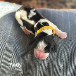 Andy - Black white and tan male English Springer Spaniel puppy in Hillsboro, Virginia from Hillsboro Springers