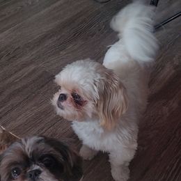 Mazie - Shih Tzu