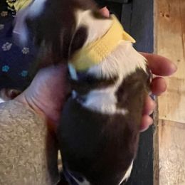Yellow - Liver and white female English Springer Spaniel puppy in Wells, Vermont from Everyday Sunshine Springers