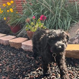 Giant Schnauzer Puppies from Olympian Giant Schnauzers