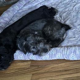 Miniature Schnauzers from Cape Cod Miniature Schanauzer