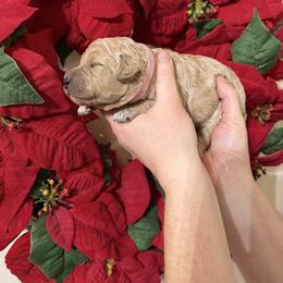 Miss Kay - Cream female Poodle puppy in Fairfield, North Carolina from Leaning T Ranch