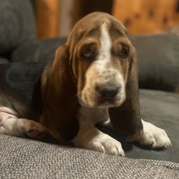 Basset Hound Puppies from Camp Nuckols Basset Hounds