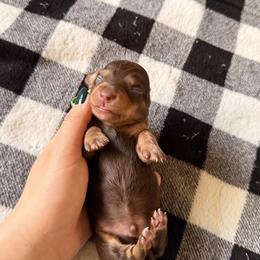 Male 1 (green collar) - Chocolate male Dachshund puppy in Modesto, California from Once Upon a Mini Dachshund