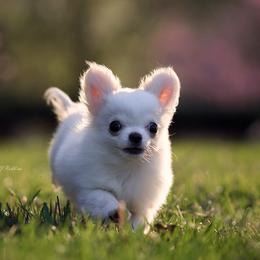 DiLusso's Frosty - Fawn and white male Chihuahua puppy in Monroe, North Carolina from DiLusso Chihuahuas