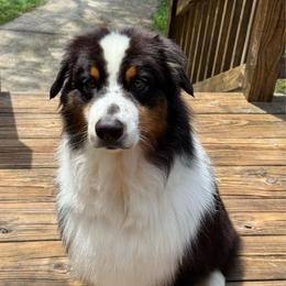 Benny - Black tri-color male Australian Shepherd puppy in Jacksonville, Florida from Solace Australian Shepherds