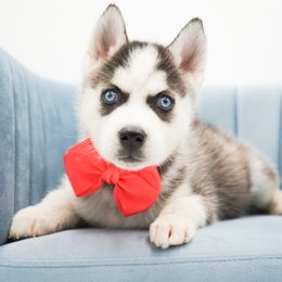 Siena - Black and white female Siberian Husky puppy in Elmwood Park, Illinois from HuskiesAndGoldensWithFinesse