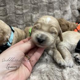 Gunnar - Cream male Goldendoodle puppy in Rienzi, Mississippi from Saddle Hill Farms